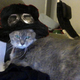 Illustration for article titled Is Mystery Cat being honest about his identity?